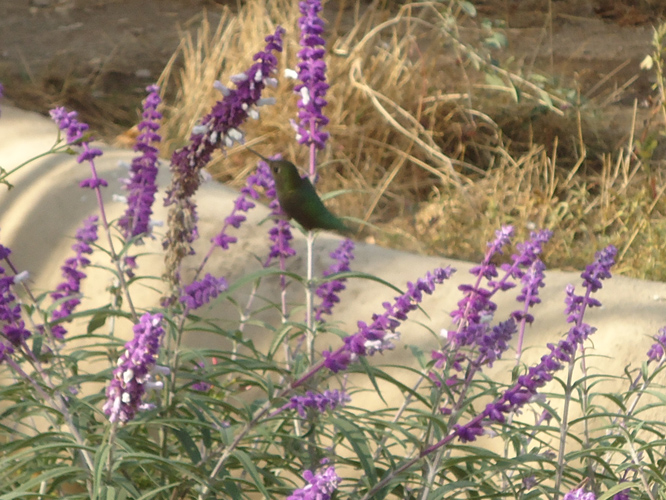 Humming Bird, Santiago, Chile