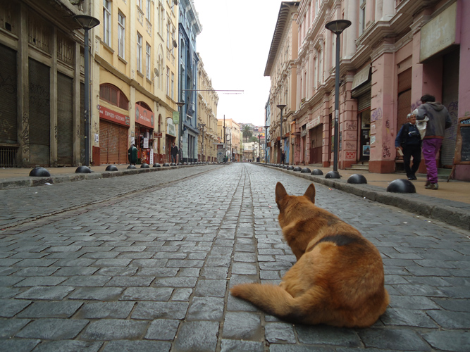 It's a long road to leaning a new language, isn't it stray dog!